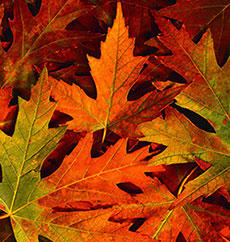 Leaves in Fall colors